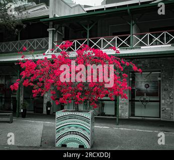 Magnifiques couleurs roses vives d'un arbre Bougainvillier dans le centre commercial de Darwin situé en face des bâtiments de l'époque coloniale Banque D'Images