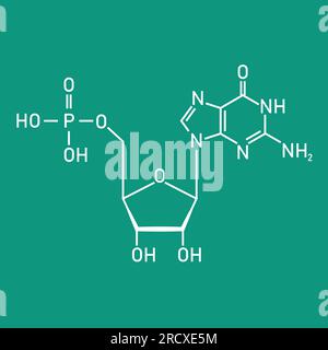 Structure chimique du nucléotide d'ADN. Trois parties d'un nucléotide. Groupe phosphate, sucre pentose et base azotée. Acides nucléiques. Vector illustra Illustration de Vecteur