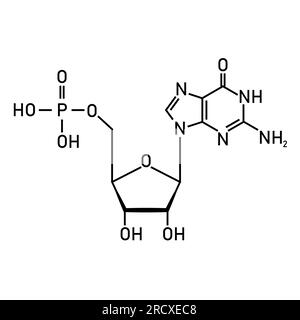 Structure chimique du nucléotide d'ADN. Trois parties d'un nucléotide. Groupe phosphate, sucre pentose et base azotée. Acides nucléiques. Vector illustra Illustration de Vecteur