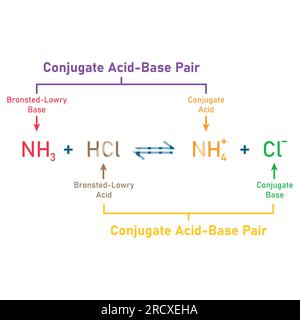 Théorie de la réaction acido-basique de Bronsted-Lowry. Illustration vectorielle scientifique isolée sur fond blanc. Illustration de Vecteur