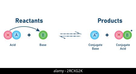 Théorie de Bronsted Lowry acide base. Illustration vectorielle scientifique isolée sur fond blanc. Illustration de Vecteur