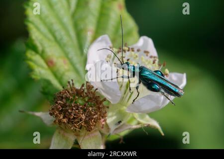 Grüner Scheinbockkäfer, Blaugrüner Schenkelkäfer, Scheinbockkäfer, Schenkelkäfer, Blütenbesuch an Brombeere, Oedemera nobilis, Faux huiles, épaisse Banque D'Images