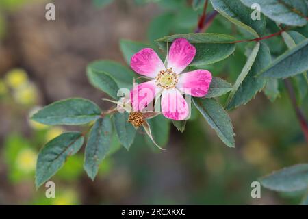 Rotblatt-Rose Rotblättrige Hecht-Rose, Rose, Rose, Hechtrose, Bereifte, Rosa glauca, Rosa rubrifolia rubifolia Roas, à feuilles rouge, rose, rose originaire, L Banque D'Images