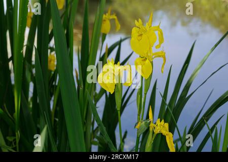 Sumpf-Schwertlilie Sumpfschwertlilie Schwertlilie,,, Gelbe Iris, Gelbe Schwertlilie, Wasser-Schwertlilie, Iris pseudacorus Iris drapeau, drapeau jaune, ye Banque D'Images