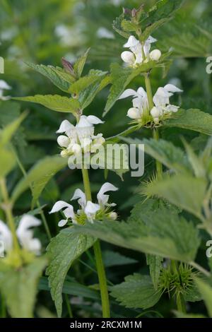 Weiße Taubnessel, Weisse Taubnessel, album Lamium, ortie blanche, ortie morte blanche, deadortie blanche Banque D'Images