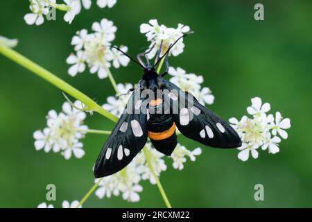 Weißfleck-Widderchen, Weißfleckwidderchen, Weissfleck-Widderchen, Weissfleck-Widderchen, Weißfleckwidderchen, Ringelwidderchen, Ringel-Widderchen, S Banque D'Images