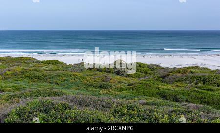 La végétation côtière de la plage surplombe les vagues de l'océan Atlantique et surfer les surfeurs marchant dans un paysage à Witsands Cape point Cape Town. Banque D'Images