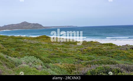 Végétation côtière de plage surplombant le paysage pittoresque des vagues de l'océan Atlantique à Scarborough Cape point Cape Town. Banque D'Images