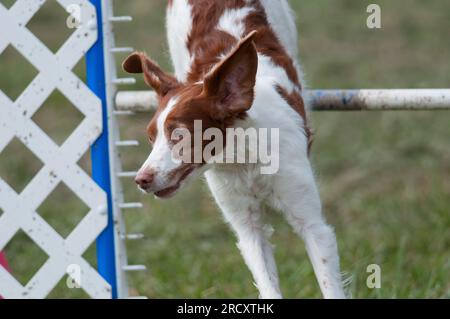 Chien Brittany sautant par-dessus une haie lors d'une compétition d'agilité Banque D'Images