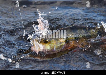 Nokia, Finlande - 15 juillet 2023 : perche européenne accrochée sautant et combattant dans un lac attrapé avec un leurre vacillant par un pêcheur dans l'ouest de la Finlande en juillet Banque D'Images