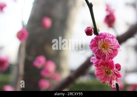 Half Bloom Sakura Banque D'Images