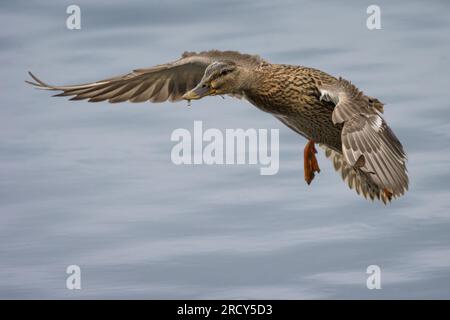 Mallard (Anas platyrhynchos), Perth, Perthshire, Écosse, Royaume-Uni. Banque D'Images