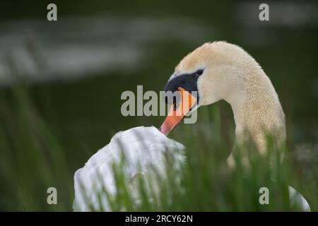Cygne muet (Cygnus olor), Golden Loch, Fife, Écosse, Royaume-Uni. Banque D'Images