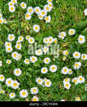 Daises poussant dans la pelouse dans le jardin Banque D'Images