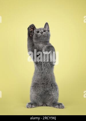 Mignon chat bleu russe chaton, assis face à l'avant sur les pattes arrière comme surikat. Regarder et étirer la patte au-dessus de la caméra. isolé sur un gr. doux Banque D'Images