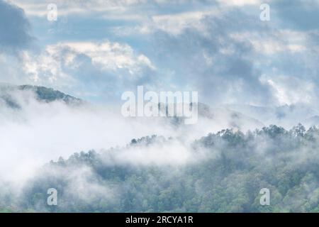 Condensation matinale et brouillard épais au-dessus du parc national des Great Smoky Mountains, TN, États-Unis, par Dominique Braud/Dembinsky photo Assoc Banque D'Images