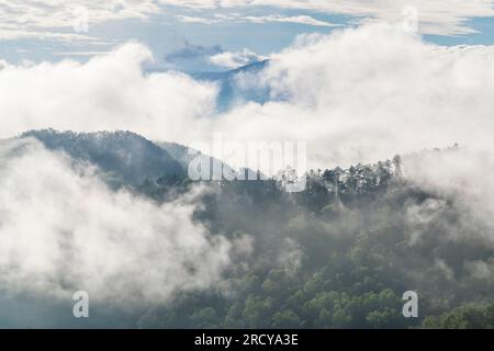 Condensation matinale et brouillard épais au-dessus du parc national des Great Smoky Mountains, TN, États-Unis, par Dominique Braud/Dembinsky photo Assoc Banque D'Images