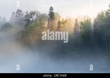 Brouillard épais, rive nord du lac supérieur à Grand Superior Lodge., début de l'été, Minnesota, États-Unis, par Dominique Braud/Dembinsky photo Assoc Banque D'Images