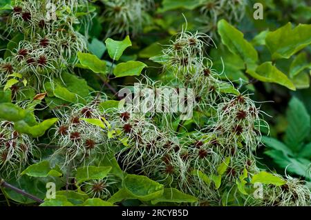 Clématite plaine ou Clematis vitalba, Barbe du vieil homme aussi Traveler's Joy, plante broussailleuse en fleur, Sofia, Bulgarie Banque D'Images