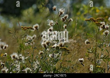 Chardon-Marie ou silybum marianum formant des graines après la floraison dans une prairie d'été, Sofia, Bulgarie Banque D'Images