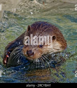 Loutre eurasienne (Lutra lutra) loutre immature jouant avec la balle dans l'eau. Banque D'Images