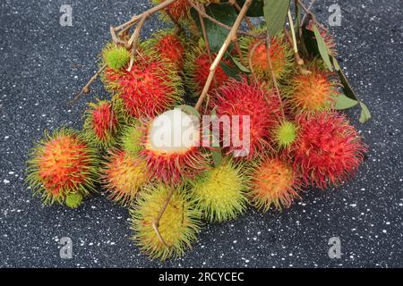 Lipa, Philippines. 17 juillet 2023 : les cueilleurs de fruits récoltent des ramboutans entre deux cyclones. Le cyclone tropical Dodong vient de causer des dégâts mais un nouveau typhon Egay se forme déjà. Le vendeur de fruits Jayce Manalo explique : « en raison du changement climatique, chaque tempête détruit nos fruits qui deviennent invendables. Donc, même si beaucoup de ramboutans ne sont pas encore mûrs, nous récoltons dans les maisons le plus possible avant la prochaine tempête ». L'archipel connaît encore la mousson du sud-ouest (habagat). En 2022/2023, le prix moyen à la ferme du ramboutan est le plus élevé jamais enregistré ici. Crédit : Kevin Izorce/Alamy Live News Banque D'Images