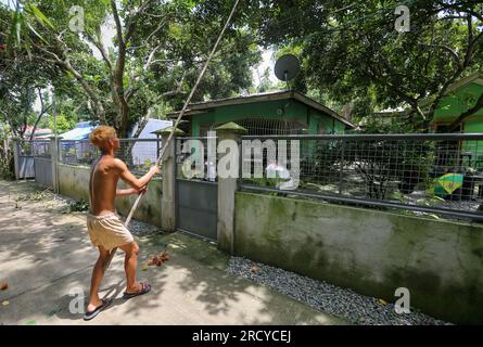 Lipa, Philippines. 17 juillet 2023 : les cueilleurs de fruits récoltent des ramboutans entre deux cyclones. Le cyclone tropical Dodong vient de causer des dégâts mais un nouveau typhon Egay se forme déjà. Le vendeur de fruits Jayce Manalo explique : « en raison du changement climatique, chaque tempête détruit nos fruits qui deviennent invendables. Donc, même si beaucoup de ramboutans ne sont pas encore mûrs, nous récoltons dans les maisons le plus possible avant la prochaine tempête ». L'archipel connaît encore la mousson du sud-ouest (habagat). En 2022/2023, le prix moyen à la ferme du ramboutan est le plus élevé jamais enregistré ici. Crédit : Kevin Izorce/Alamy Live News Banque D'Images