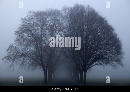 Un brouillard dense enveloppe un parc à Ilford, dans l'est de Londres, le matin. Banque D'Images