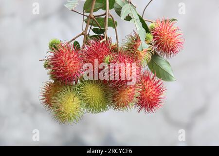 Lipa, Philippines. 17 juillet 2023 : les cueilleurs de fruits récoltent des ramboutans entre deux cyclones. Le cyclone tropical Dodong vient de causer des dégâts mais un nouveau typhon Egay se forme déjà. Le vendeur de fruits Jayce Manalo explique : « en raison du changement climatique, chaque tempête détruit nos fruits qui deviennent invendables. Donc, même si beaucoup de ramboutans ne sont pas encore mûrs, nous récoltons dans les maisons le plus possible avant la prochaine tempête ». L'archipel connaît encore la mousson du sud-ouest (habagat). En 2022/2023, le prix moyen à la ferme du ramboutan est le plus élevé jamais enregistré ici. Crédit : Kevin Izorce/Alamy Live News Banque D'Images