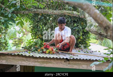 Lipa, Philippines. 17 juillet 2023 : les cueilleurs de fruits récoltent des ramboutans entre deux cyclones. Le cyclone tropical Dodong vient de causer des dégâts mais un nouveau typhon Egay se forme déjà. Le vendeur de fruits Jayce Manalo explique : « en raison du changement climatique, chaque tempête détruit nos fruits qui deviennent invendables. Donc, même si beaucoup de ramboutans ne sont pas encore mûrs, nous récoltons dans les maisons le plus possible avant la prochaine tempête ». L'archipel connaît encore la mousson du sud-ouest (habagat). En 2022/2023, le prix moyen à la ferme du ramboutan est le plus élevé jamais enregistré ici. Crédit : Kevin Izorce/Alamy Live News Banque D'Images