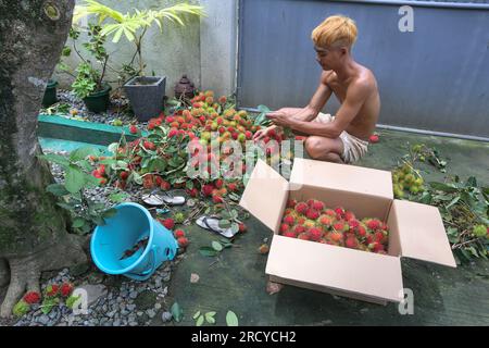 Lipa, Philippines. 17 juillet 2023 : les cueilleurs de fruits récoltent des ramboutans entre deux cyclones. Le cyclone tropical Dodong vient de causer des dégâts mais un nouveau typhon Egay se forme déjà. Le vendeur de fruits Jayce Manalo explique : « en raison du changement climatique, chaque tempête détruit nos fruits qui deviennent invendables. Donc, même si beaucoup de ramboutans ne sont pas encore mûrs, nous récoltons dans les maisons le plus possible avant la prochaine tempête ». L'archipel connaît encore la mousson du sud-ouest (habagat). En 2022/2023, le prix moyen à la ferme du ramboutan est le plus élevé jamais enregistré ici. Crédit : Kevin Izorce/Alamy Live News Banque D'Images