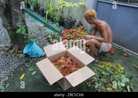 Lipa, Philippines. 17 juillet 2023 : les cueilleurs de fruits récoltent des ramboutans entre deux cyclones. Le cyclone tropical Dodong vient de causer des dégâts mais un nouveau typhon Egay se forme déjà. Le vendeur de fruits Jayce Manalo explique : « en raison du changement climatique, chaque tempête détruit nos fruits qui deviennent invendables. Donc, même si beaucoup de ramboutans ne sont pas encore mûrs, nous récoltons dans les maisons le plus possible avant la prochaine tempête ». L'archipel connaît encore la mousson du sud-ouest (habagat). En 2022/2023, le prix moyen à la ferme du ramboutan est le plus élevé jamais enregistré ici. Crédit : Kevin Izorce/Alamy Live News Banque D'Images