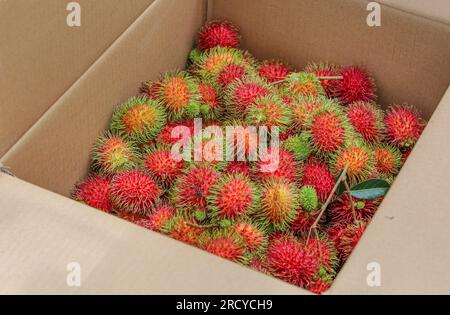 Lipa, Philippines. 17 juillet 2023 : les cueilleurs de fruits récoltent des ramboutans entre deux cyclones. Le cyclone tropical Dodong vient de causer des dégâts mais un nouveau typhon Egay se forme déjà. Le vendeur de fruits Jayce Manalo explique : « en raison du changement climatique, chaque tempête détruit nos fruits qui deviennent invendables. Donc, même si beaucoup de ramboutans ne sont pas encore mûrs, nous récoltons dans les maisons le plus possible avant la prochaine tempête ». L'archipel connaît encore la mousson du sud-ouest (habagat). En 2022/2023, le prix moyen à la ferme du ramboutan est le plus élevé jamais enregistré ici. Crédit : Kevin Izorce/Alamy Live News Banque D'Images