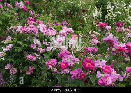 Jardin d'été rempli de fleurs, y compris Rosa Mundi et Rosa Gallica, la rose de l'Apothecary, des lys et Sisyrinchium striatum dans le jardin britannique juin Banque D'Images