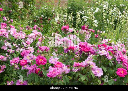 Jardin d'été rempli de fleurs, y compris Rosa Mundi et Rosa Gallica, la rose de l'Apothecary, des lys et Sisyrinchium striatum dans le jardin britannique juin Banque D'Images