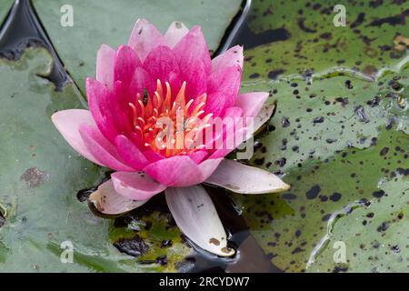 Taplow, Buckinghamshire, Royaume-Uni. 17 juillet 2023. Un joli nénuphar rose. Ce fut une belle journée ensoleillée à Cliveden aujourd'hui, alors que les visiteurs ont apprécié regarder les magnifiques jardins du National Trust. Crédit : Maureen McLean/Alamy Live News Banque D'Images