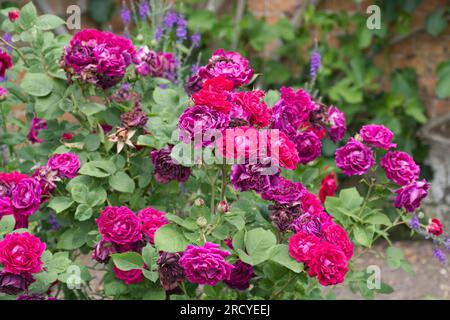 Fleurs d'été rouge violet de rose perpétuelle hybride, Rosa Eugène Fürst dans le jardin britannique juin Banque D'Images
