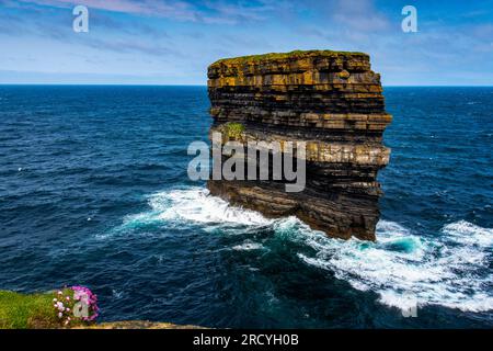 Sea Stack et Sea Pinks à Downpatrick Head, comté de Mayo, Irlande Banque D'Images