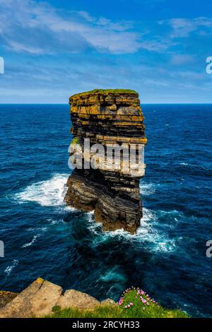 Sea Stack et Sea Pinks à Downpatrick Head, comté de Mayo, Irlande Banque D'Images