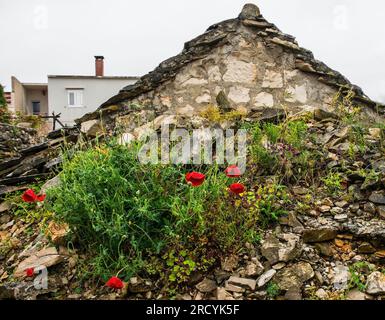 Coquelicots poussant sur des gravats à côté d'une vieille maison abandonnée dans le village de Povlja sur l'île de Brac, Croatie Banque D'Images