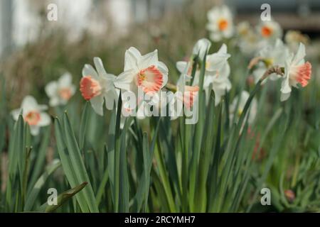 Groupe de jonquilles blanches avec couronne rose. Banque D'Images