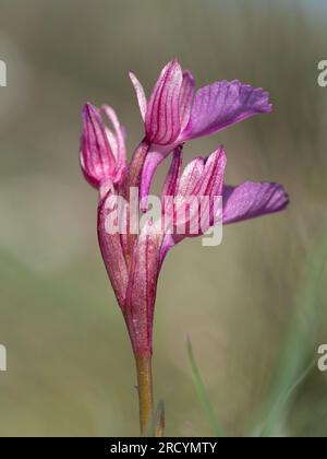 Orchidée anatolienne (orchis Anatolica) Gious Cambos, près de Spili, Crète, Grèce Banque D'Images