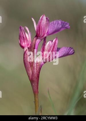 Orchidée anatolienne (orchis Anatolica) Gious Cambos, près de Spili, Crète, Grèce Banque D'Images