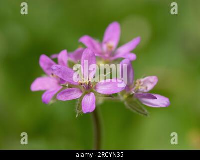 Bec de tempête commun en fleur (Erodium cicutarium) près de Phaestos, Crète, Grèce Banque D'Images