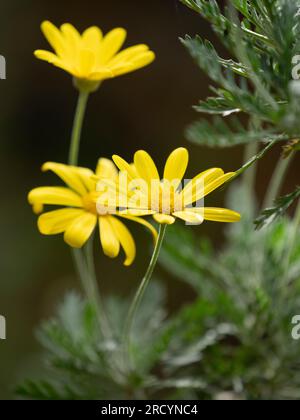African Golden Bush Daisy (Euryops chrysanthemoides) Botanical Park & Garden, Omalos, Crète, Grèce Banque D'Images