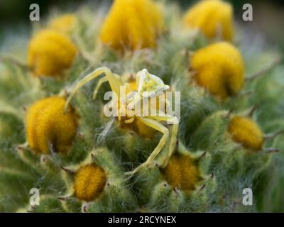 Araignée jaune de crabe (Thomisus onustus), camouflée sur fleur jaune, Nr Spili, Crète, Grèce Banque D'Images