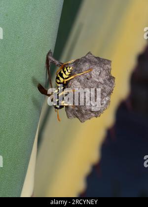 Guêpe à papier (Polistes hellenicus) sur nid avec œufs, Crète, Grèce Banque D'Images