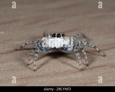 Jumping Spider (Menemerus semilimbatus) femelle, près de Spili, Crète, Grèce Banque D'Images