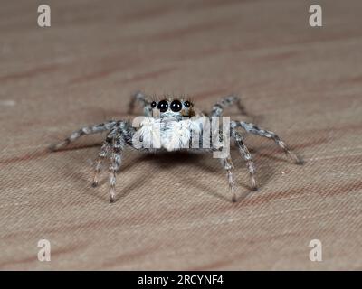 Jumping Spider (Menemerus semilimbatus) femelle, près de Spili, Crète, Grèce Banque D'Images