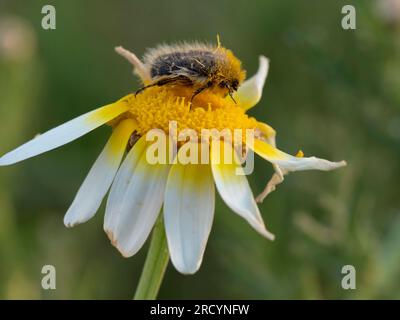 Fleur Chafer Beetle (Tropinota hirta) couvert de pollen sur la Marguerite couronne (Chrysanthemun coronaria), près de Spili, Crète, Grèce Banque D'Images